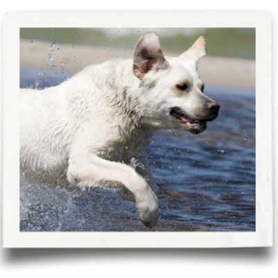 Standard Membership Renewal