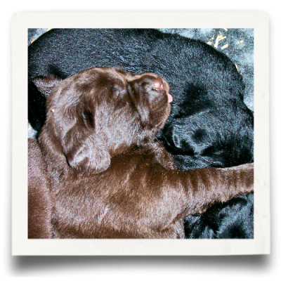 Membership Renewal + Breeder Directory