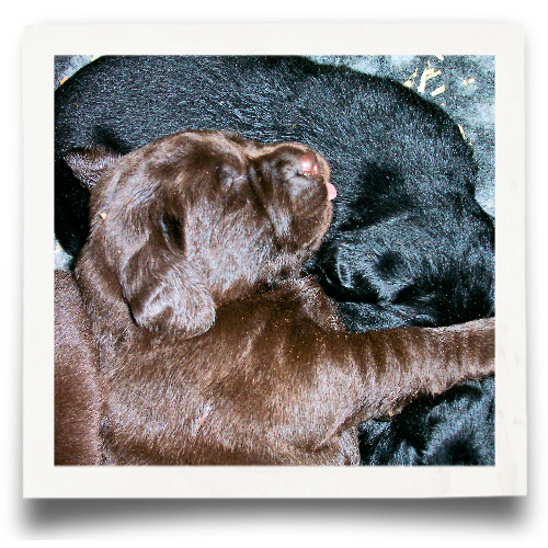 Membership Renewal + Breeder Directory