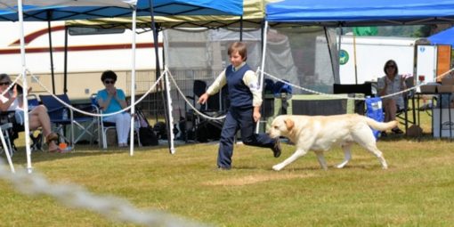 Fall Specialty: Junior Showmanship Masters
